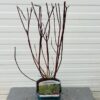 Cornus alba 'Elegantissima' (Kornoelje) 2 liter pot