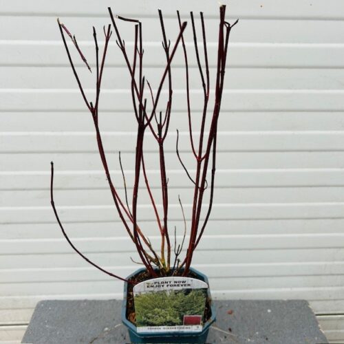 Cornus alba 'Elegantissima' (Kornoelje) 2 liter pot
