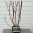 Cornus alba 'Elegantissima' (Kornoelje) 2 liter pot