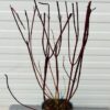 Cornus alba 'Elegantissima' (Kornoelje) 2 liter pot