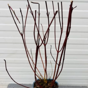 Cornus alba 'Elegantissima' (Kornoelje) 2 liter pot