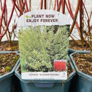 Cornus alba 'Elegantissima' (Kornoelje) 2 liter pot