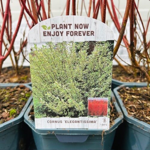 Cornus alba 'Elegantissima' (Kornoelje) 2 liter pot