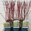Cornus alba 'Elegantissima' (Kornoelje) 2 liter pot