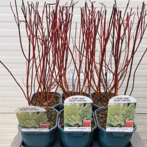 Cornus alba 'Elegantissima' (Kornoelje) 2 liter pot