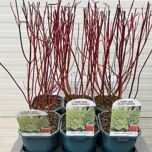 Cornus alba 'Elegantissima' (Kornoelje) 2 liter pot