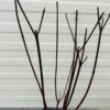 Cornus alba 'Kesselringii' (Kornoelje)