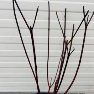 Cornus alba 'Kesselringii' (Kornoelje)