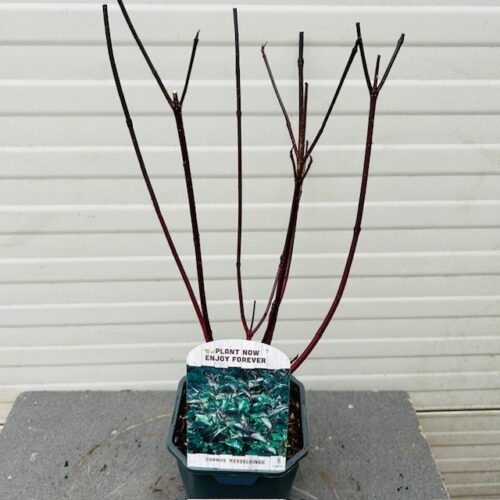 Cornus alba 'Kesselringii' (Kornoelje)