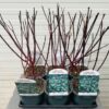 Cornus alba 'Kesselringii' (Kornoelje)