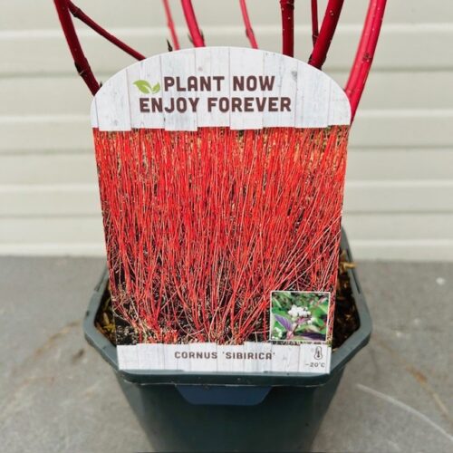 Cornus alba 'Sibirica'