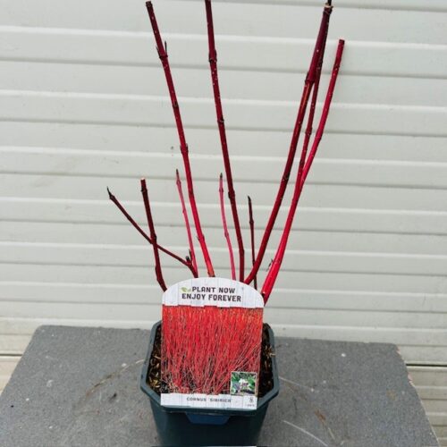 Cornus alba 'Sibirica'