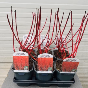 Cornus alba 'Sibirica'