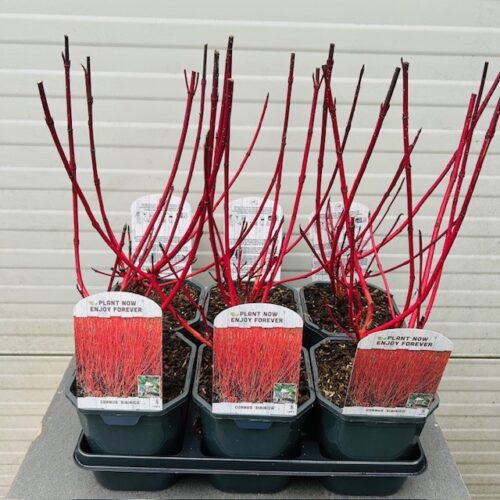 Cornus (Kornoelje)