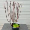 Cornus alba aurea (Kornoelje)