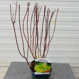 Cornus alba aurea (Kornoelje)