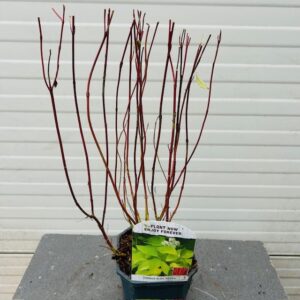 Cornus alba aurea (Kornoelje)