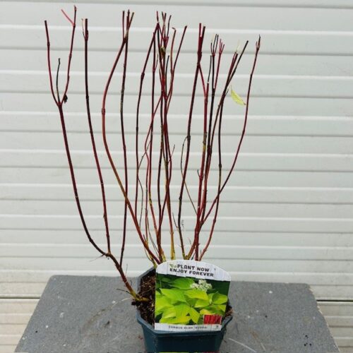 Cornus alba aurea (Kornoelje)