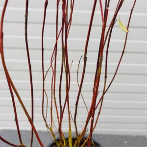 Cornus alba aurea (Kornoelje)