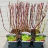 Cornus alba aurea (Kornoelje)