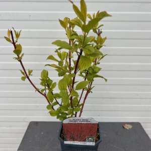 Cornus alba 'Sibirica' (Kornoelje)