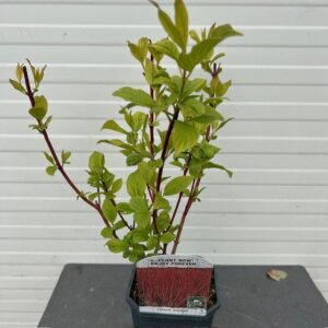 Cornus alba 'Sibirica' (Kornoelje)