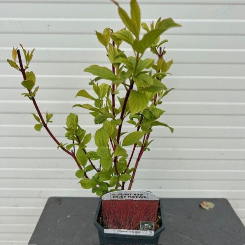 Cornus alba 'Sibirica' (Kornoelje)