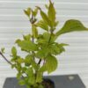 Cornus alba 'Sibirica' (Kornoelje)