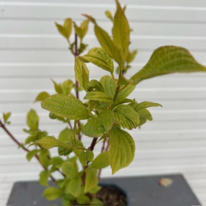 Cornus alba 'Sibirica' (Kornoelje)