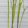 Cornus stol. 'Flaviramea' a