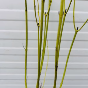 Cornus stol. 'Flaviramea' a
