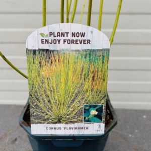 Cornus stol. 'Flaviramea' a