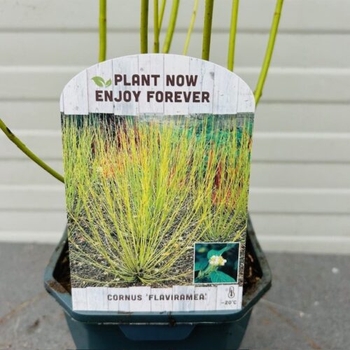 Cornus stol. 'Flaviramea' a
