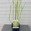 Cornus stol. 'Flaviramea' a