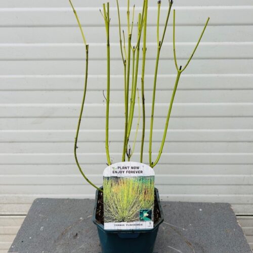 Cornus stol. 'Flaviramea' a