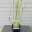 Cornus stol. 'Flaviramea' a