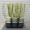 Cornus stol. 'Flaviramea' a