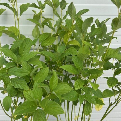 Cornus stol. 'Flaviramea' (Gele Kornoelje)