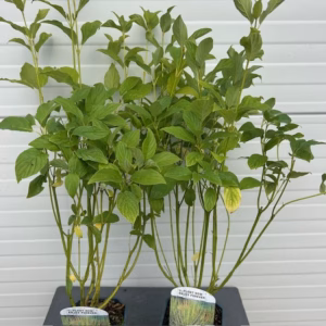 Cornus stol. 'Flaviramea' (Gele Kornoelje)