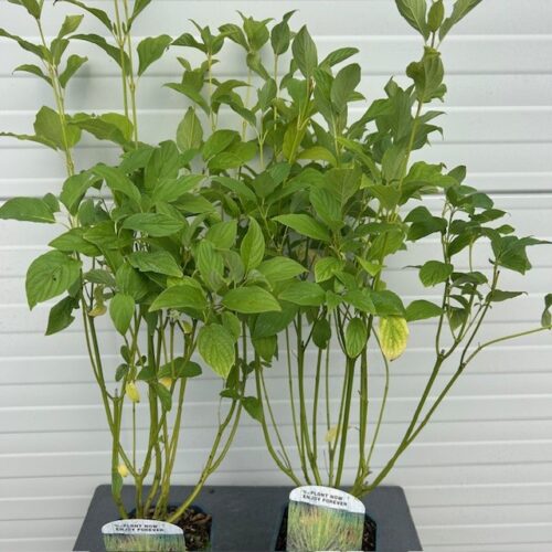 Cornus stol. 'Flaviramea' (Gele Kornoelje)