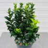 Euonymus Green Spire (Japanse Kardinaalsmuts)