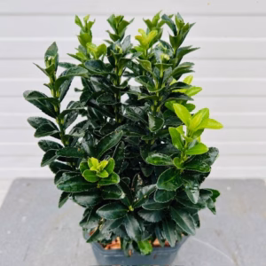 Euonymus Green Spire (Japanse Kardinaalsmuts)