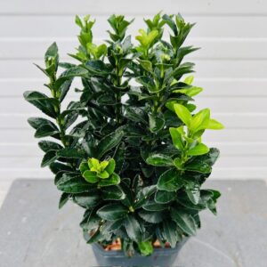 Euonymus Green Spire (Japanse Kardinaalsmuts)
