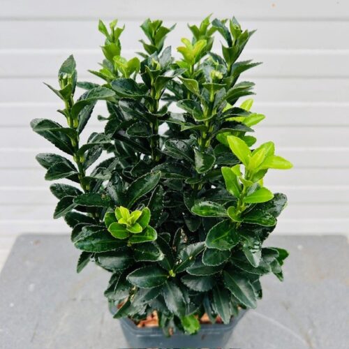 Euonymus Green Spire (Japanse Kardinaalsmuts)