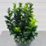 Euonymus Green Spire (Japanse Kardinaalsmuts)