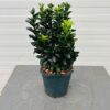 Euonymus Green Spire (Japanse Kardinaalsmuts)