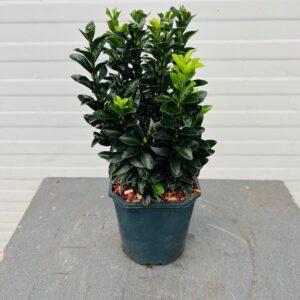 Euonymus Green Spire (Japanse Kardinaalsmuts)