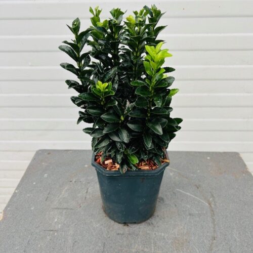 Euonymus Green Spire (Japanse Kardinaalsmuts)