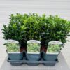 Euonymus Green Spire (Japanse Kardinaalsmuts)