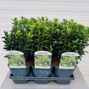 Euonymus Green Spire (Japanse Kardinaalsmuts)